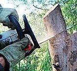 Best Storm Damage Tree Cleanup  in Waurika, OK