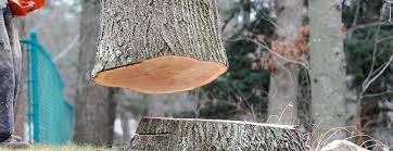 Best Emergency Tree Removal  in Waurika, OK