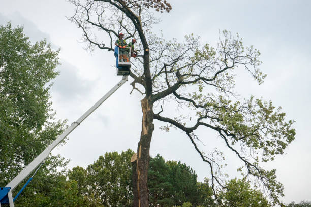 Best Tree Cabling and Bracing  in Waurika, OK