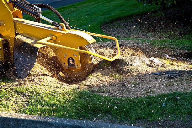 Best Aeration Services  in Waurika, OK