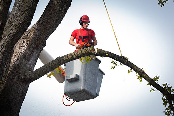  Waurika, OK Tree Removal Pros