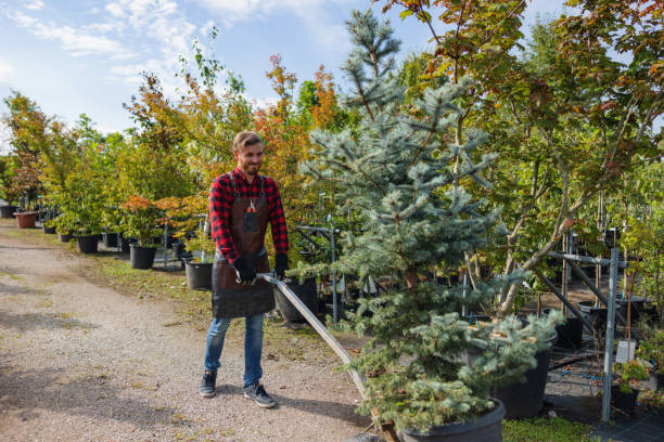Best Tree Preservation Services  in Waurika, OK
