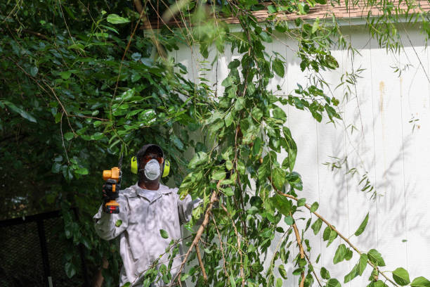 Best Arborist Consultation Services  in Waurika, OK