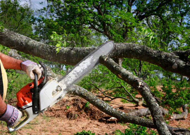Best Pest Control for Lawns  in Waurika, OK