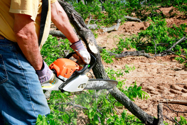 Best Hazardous Tree Removal  in Waurika, OK